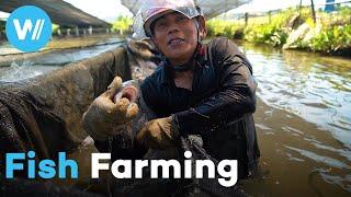 Fish farming Is aquaculture the solution to overfishing or harmful to biodiversity?