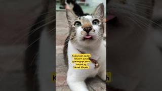 BAIM KELUARIN JURUS PELET PEMIKAT #shortvideo #cat #shorts #funnyshorts