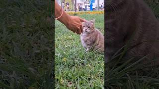 Así es el Parque de los gatos  en #Lima Perú . #renunciamosyviajamos #peru #catlovers