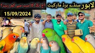 Shalimar Sunday Birds Market  Latest Update  Bohot Kam Rates  #birds #birdsentertainment 15-9-24