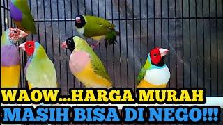 Harga burung murah masih bisa di nego update harga burung terbaru