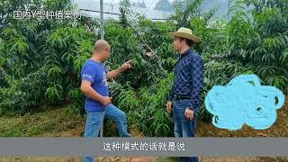 国内已出现Y型果园种植技术，亩产值达8万！值得学习借鉴