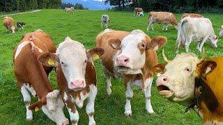 COWS MOOING - Our Simmental cattle grazing with their calves on a green meadow with natural sounds