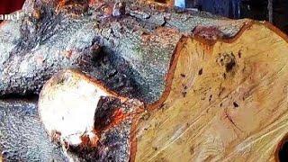 biggest wood for ants. tamarind wood. sawmill.