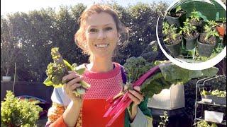 Melbourne garden tour in SEPTEMBER SPRING edible planting guide - vegetable Gardening Australia