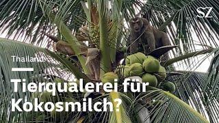 Affen in Thailand Tierquälerei für Kokosmilch?