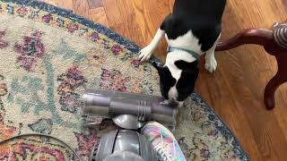 Vacuuming Humphrey 2