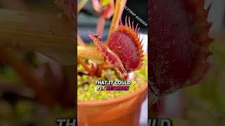 Worlds Rarest Flytrap For Now