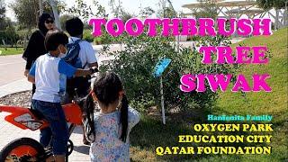 Fun Bike Education City  Quranic Botanical Garden  Banana tree in Qatar  Siwak Toothbrush Tree