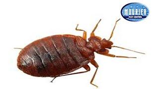 Bedbugs control by Mourier Pest Control