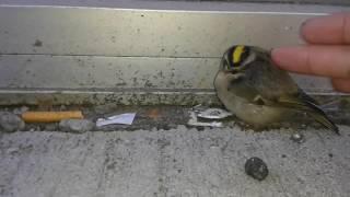 Golden Crowned Kinglet 10-26-16