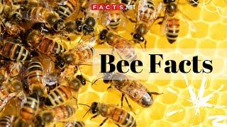 Bee Facts - All About Honeybees Bumblebees and Queen Bees