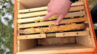 Помилки пасічників початківців при зимівлі  Бджільництво для початківців