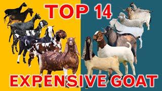 Top 14 Most Expensive Goat Breeds in the World  Unregistered and Registered Price