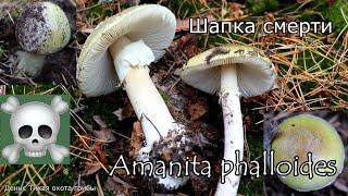 Смертельно-ядовитый гриб - Бледная поганка  Amanita phalloides