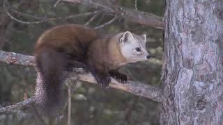 American Pine Marten & Gray Jay - Evening Grosbeak & Red Fox