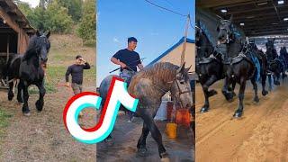 The Best HORSE  TikTok Compilation #76