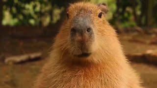 ok i pull up pro capybara edit