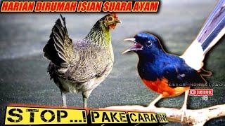 TEHNIK JITUKETIKA MURAI BATU DIRUMAH BUNYI ISIANNYA SUARA AYAM & BURUNG PERKUTUT