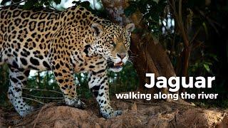 Jaguar Walking along the river