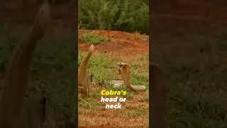 How a Mongoose Kills a Cobra