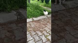 #shorts #cats #cat #catlover #catslovers #cute #trending #viral #funny #reels #love #keşfet #short