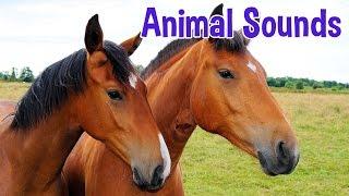 Animal Sounds for Children 20 Amazing Animals