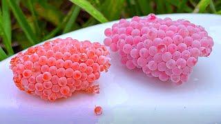 ASMR Crushed snail eggs  Apple snail Eggs ASMR 47