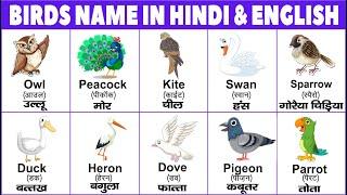Birds name in hindi and english with pictures  name of birds  पक्षीयों के नाम
