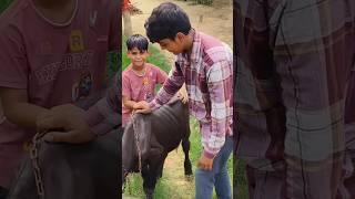 भैंस चोरी  SAJID SINGARIYA COMEDY  MEWATI VINES. #viral #comedy #hakkusingariya #shorts