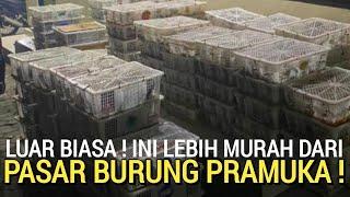 TERCIDUK  PUSAT BURUNG MURAH MULAI 15RB DI JAMIN LEBIH MURAH DARI PASAR BURUNG PRAMUKA HARI INI