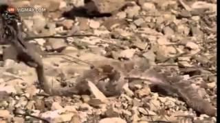 Çıngıraklı yılan ve Roadrunner 