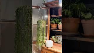 SolTech Aspect LED Grow Light for Houseplants