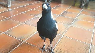 Wild Australian magpie has learnt a cheeky new trick