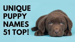  Unique Puppy Names 51 BEST  TOP  CUTE  Ideas  Names