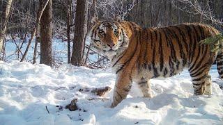 Incredible Russian wildlife The rarest big cats and other beautiful mammals