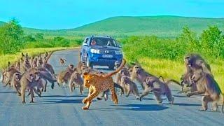 Leopard has all-out Brawl With 50 Baboons - Different Angle