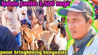 HARGA KAMBING 3500BABON JUMBO MASIH BISA NEGO BUKAN HARGA PAS BOS DI PASAR BRINGKONING BANYUATES