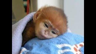 THE CUTEST MONKEYS YOU HAVE EVER SEEN  Cute Baby Monkeys Video