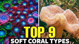 The 9 Best Soft Corals For Beginners 