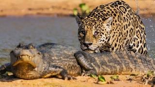 A jaguar attacks a caiman