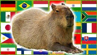 Capybara in 70 Languages Meme