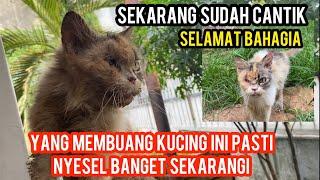 Mengharukan Kucing Persia Sedang Sakit Di Buang Di Jalan Sekarang Sudah Bahagia Sudah Sembuh..