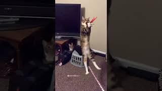 flying cat  #shorts #tiktok #cats #viral