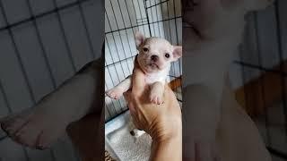 4 week Chihuahua puppies