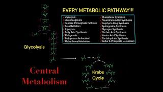EVERY SINGLE METABOLIC PATHWAY YOU NEED TO KNOW FOR BIOCHEMISTRY MCAT IN 30 MINUTES