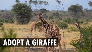 Adopt a Giraffe with Born Free