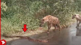 Look What This Snake Did When It Ran into a Hyena