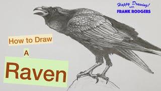 How to Draw a RAVEN. Sketching Birds No 7. Happy Drawing with Frank Rodgers