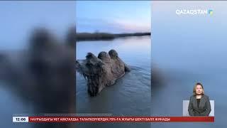 Ақмола облысында еріген қар суының ортасында қалып қойған түйелер құтқарылды